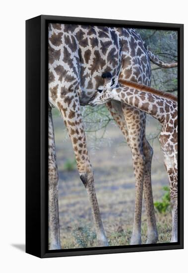 Africa, Tanzania. A young giraffe suckles.-Ellen Goff-Framed Stretched Canvas