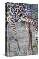 Africa, Tanzania. A young giraffe suckles.-Ellen Goff-Stretched Canvas