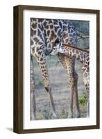 Africa, Tanzania. A young giraffe suckles.-Ellen Goff-Framed Photographic Print