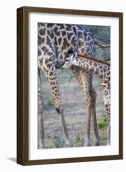 Africa, Tanzania. A young giraffe suckles.-Ellen Goff-Framed Photographic Print