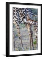 Africa, Tanzania. A young giraffe suckles.-Ellen Goff-Framed Photographic Print