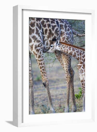 Africa, Tanzania. A young giraffe suckles.-Ellen Goff-Framed Photographic Print