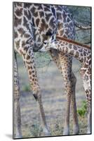 Africa, Tanzania. A young giraffe suckles.-Ellen Goff-Mounted Photographic Print