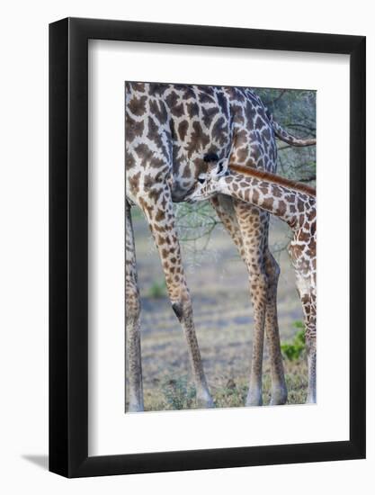 Africa, Tanzania. A young giraffe suckles.-Ellen Goff-Framed Photographic Print