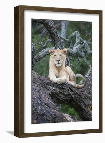 Africa, Tanzania. A young male lion sits in an old tree.-Ellen Goff-Framed Photographic Print