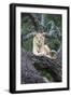 Africa, Tanzania. A young male lion sits in an old tree.-Ellen Goff-Framed Photographic Print