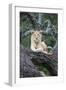 Africa, Tanzania. A young male lion sits in an old tree.-Ellen Goff-Framed Photographic Print