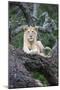 Africa, Tanzania. A young male lion sits in an old tree.-Ellen Goff-Mounted Photographic Print