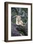 Africa, Tanzania. A young male lion sits in an old tree.-Ellen Goff-Framed Photographic Print