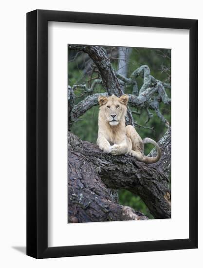 Africa, Tanzania. A young male lion sits in an old tree.-Ellen Goff-Framed Photographic Print