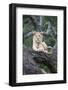 Africa, Tanzania. A young male lion sits in an old tree.-Ellen Goff-Framed Photographic Print