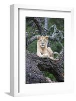 Africa, Tanzania. A young male lion sits in an old tree.-Ellen Goff-Framed Photographic Print