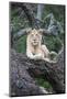 Africa, Tanzania. A young male lion sits in an old tree.-Ellen Goff-Mounted Photographic Print