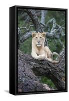 Africa, Tanzania. A young male lion sits in an old tree.-Ellen Goff-Framed Stretched Canvas