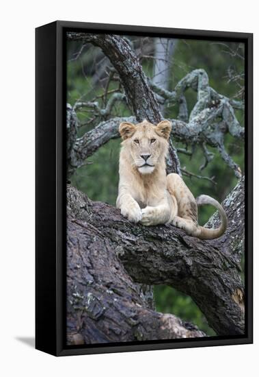 Africa, Tanzania. A young male lion sits in an old tree.-Ellen Goff-Framed Stretched Canvas