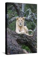 Africa, Tanzania. A young male lion sits in an old tree.-Ellen Goff-Stretched Canvas