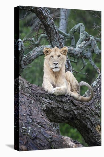 Africa, Tanzania. A young male lion sits in an old tree.-Ellen Goff-Stretched Canvas