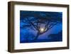 Africa, Tanzania, acacia tree and moon-Lee Klopfer-Framed Photographic Print