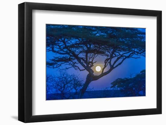 Africa, Tanzania, acacia tree and moon-Lee Klopfer-Framed Photographic Print