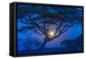 Africa, Tanzania, acacia tree and moon-Lee Klopfer-Framed Stretched Canvas