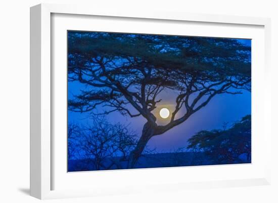 Africa, Tanzania, acacia tree and moon-Lee Klopfer-Framed Photographic Print