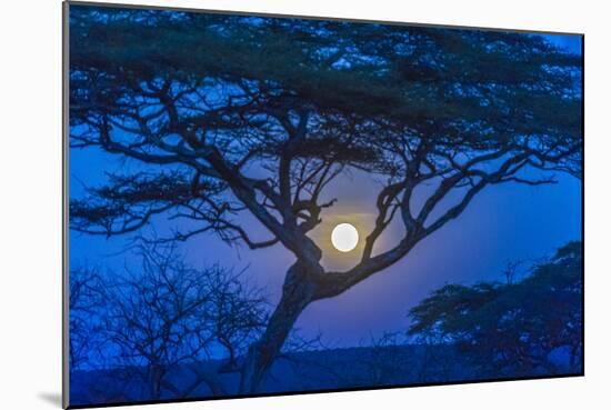 Africa, Tanzania, acacia tree and moon-Lee Klopfer-Mounted Photographic Print