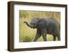 Africa. Tanzania. African elephant at Serengeti National Park.-Ralph H. Bendjebar-Framed Photographic Print