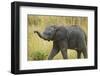 Africa. Tanzania. African elephant at Serengeti National Park.-Ralph H. Bendjebar-Framed Photographic Print