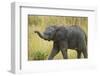 Africa. Tanzania. African elephant at Serengeti National Park.-Ralph H. Bendjebar-Framed Photographic Print