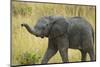 Africa. Tanzania. African elephant at Serengeti National Park.-Ralph H. Bendjebar-Mounted Photographic Print