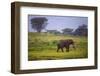 Africa. Tanzania. African elephant at the crater in the Ngorongoro Conservation Area.-Ralph H. Bendjebar-Framed Photographic Print