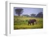 Africa. Tanzania. African elephant at the crater in the Ngorongoro Conservation Area.-Ralph H. Bendjebar-Framed Photographic Print