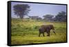 Africa. Tanzania. African elephant at the crater in the Ngorongoro Conservation Area.-Ralph H. Bendjebar-Framed Stretched Canvas