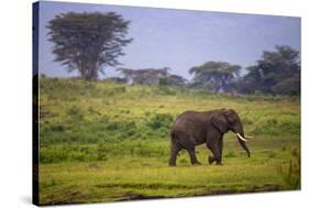 Africa. Tanzania. African elephant at the crater in the Ngorongoro Conservation Area.-Ralph H. Bendjebar-Stretched Canvas