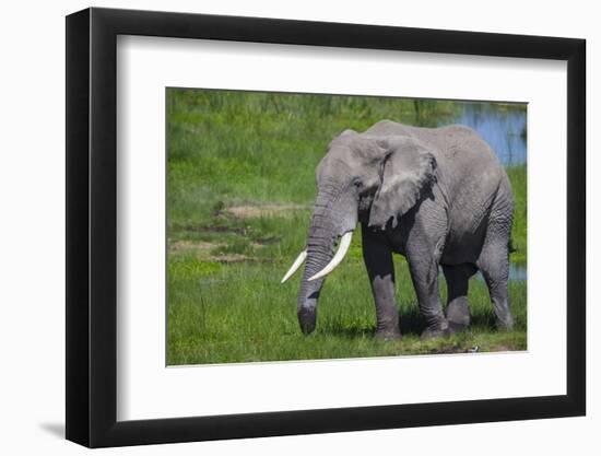 Africa. Tanzania. African elephant at the crater in the Ngorongoro Conservation Area.-Ralph H. Bendjebar-Framed Photographic Print