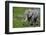 Africa. Tanzania. African elephant at the crater in the Ngorongoro Conservation Area.-Ralph H. Bendjebar-Framed Photographic Print