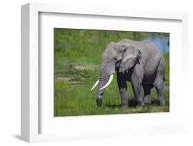 Africa. Tanzania. African elephant at the crater in the Ngorongoro Conservation Area.-Ralph H. Bendjebar-Framed Photographic Print