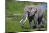 Africa. Tanzania. African elephant at the crater in the Ngorongoro Conservation Area.-Ralph H. Bendjebar-Mounted Photographic Print