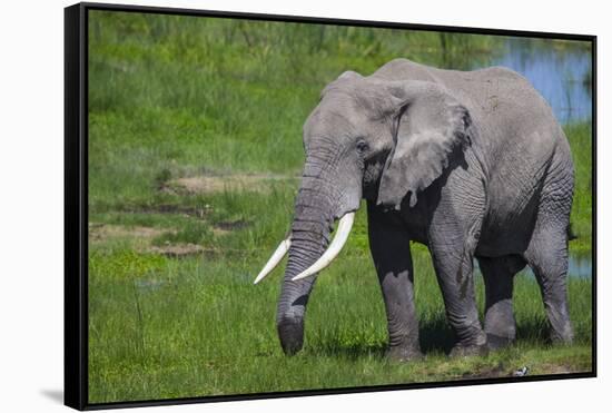 Africa. Tanzania. African elephant at the crater in the Ngorongoro Conservation Area.-Ralph H. Bendjebar-Framed Stretched Canvas