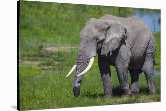 Africa. Tanzania. African elephant at the crater in the Ngorongoro Conservation Area.-Ralph H. Bendjebar-Stretched Canvas