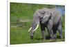 Africa. Tanzania. African elephant at the crater in the Ngorongoro Conservation Area.-Ralph H. Bendjebar-Framed Photographic Print