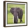 Africa. Tanzania. African elephant at the crater in the Ngorongoro Conservation Area.-Ralph H. Bendjebar-Framed Photographic Print