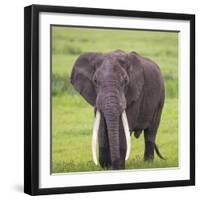 Africa. Tanzania. African elephant at the crater in the Ngorongoro Conservation Area.-Ralph H. Bendjebar-Framed Photographic Print