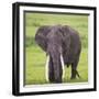 Africa. Tanzania. African elephant at the crater in the Ngorongoro Conservation Area.-Ralph H. Bendjebar-Framed Photographic Print