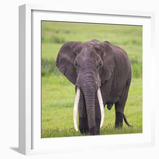 Africa. Tanzania. African elephant at the crater in the Ngorongoro Conservation Area.-Ralph H. Bendjebar-Framed Photographic Print