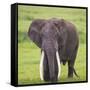 Africa. Tanzania. African elephant at the crater in the Ngorongoro Conservation Area.-Ralph H. Bendjebar-Framed Stretched Canvas