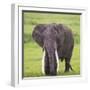 Africa. Tanzania. African elephant at the crater in the Ngorongoro Conservation Area.-Ralph H. Bendjebar-Framed Premium Photographic Print