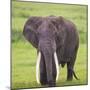 Africa. Tanzania. African elephant at the crater in the Ngorongoro Conservation Area.-Ralph H. Bendjebar-Mounted Premium Photographic Print