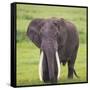 Africa. Tanzania. African elephant at the crater in the Ngorongoro Conservation Area.-Ralph H. Bendjebar-Framed Stretched Canvas