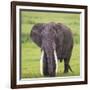 Africa. Tanzania. African elephant at the crater in the Ngorongoro Conservation Area.-Ralph H. Bendjebar-Framed Photographic Print